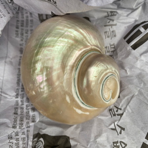 Vietnam Manufacturer Large Turbo Shell Natural Seashell 14–16cm for Home Decor Bulk Supplier Export - Product Image 1