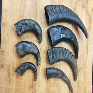 Friandise biologique longue durée en corne de buffle naturelle pour des dents et des gencives saines - Product Image 3