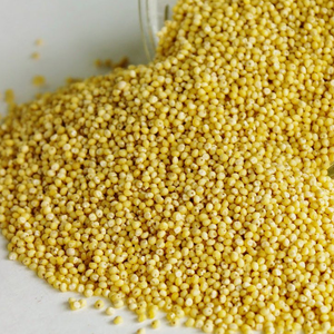 Fournisseur en gros de millet biologique, graines de millet de qualité alimentaire supérieure, exportation, millet jaune, blanc, rouge, nettoyé, séché, en vrac - Product Image 1