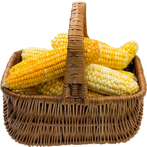 Maïs séché en vrac, maïs glutineux séché à l'air, 100% naturel, qualité supérieure pour importateurs et acheteurs de produits alimentaires, en cartons en vrac - Product Image 5