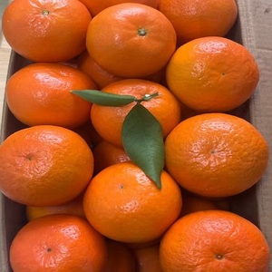 Oranges fraîches en gros, oranges sucrées pour jus et bien-être, prix compétitif du Royaume-Uni - Product Image 5