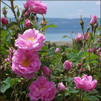 Huile essentielle de rose à prix d'exportation, huile pure naturelle pour usages multiples, par les exportateurs