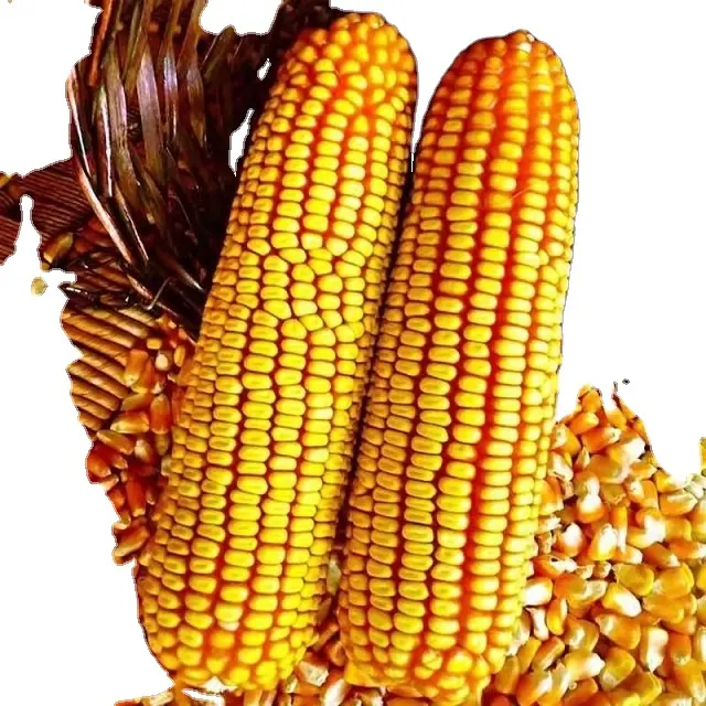 Affordable Dried Yellow Maize Corn Non GMO Yellow Corn & White Corn Maize for Human & Animal Feed