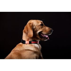 Lumiglow Laisse et collier pour chien 2 en 1 avec lumière LED rechargeable par USB, résistant à l'eau, accessoires pour animaux de compagnie de qualité supérieure - Product Image 5