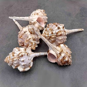 Meilleur prix pour coquillages naturels nettoyés, coquillages marins rares, coquillages bruts de qualité supérieure, décoration de plage - Product Image 2
