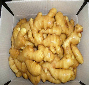 Jengibre fresco de alta calidad - 100% Backan Vietnam, bolsa de malla de 20 kg, marca Bao Tram Anh, 2 años de duración, almacenamiento en frío, listo para exportación - Product Image 1