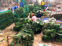 Daun Bambu Vietnam Bahan Baku Ramah Lingkungan Ukuran Besar Produsen HNIECO Umur Simpan 12 Bulan Penyimpanan Kering Buatan Vietnam
