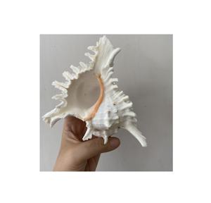 เปลือกหอยเปลือกหอยเปลือกหอยธรรมชาติคุณภาพสูงจากเวียดนาม - Product Image 6