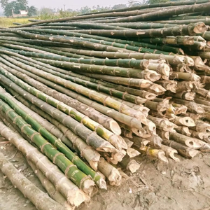 Export Quality Natural Bamboo Poles from Vietnam for Building, Decoration and Furniture Manufacturing - Product Image 2
