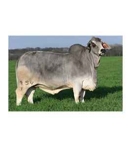 Ganado Brahman Gris para Cría Comercial y Suministro al por Mayor - Product Image 4