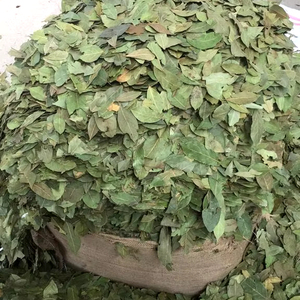 Feuilles de Laurier de Qualité Supérieure en Gros, Prêtes à l'Expédition, Qualité Alimentaire, Exportation Mondiale - Product Image 4