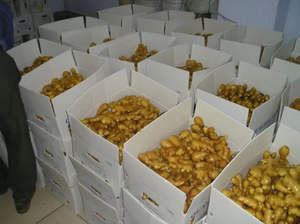 Jengibre fresco de Vietnam Exportación de alta calidad al por mayor - Product Image 4