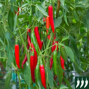 Chiles Verdes y Rojos en Polvo, 100% Puros, Orgánicos, Sin Pulir, de Primera Calidad, Marca Paras, Proveedor de Especias de Exportación de la India, a Granel - Product Image 6
