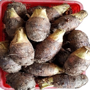 มันเทศทอดเวียดนามคุณภาพสูง แช่แข็งแบบ LQF รับรองคุณภาพเกรดพรีเมียม สำหรับขายส่ง ราคาสมเหตุสมผล - Product Image 2