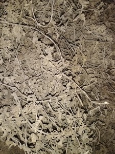 หญ้าเจลลี่แห้งจากเวียดนาม มีไฟเบอร์ละลายน้ำสูง เมโซนาอบแห้งสำหรับอุตสาหกรรมอาหาร - Product Image 5