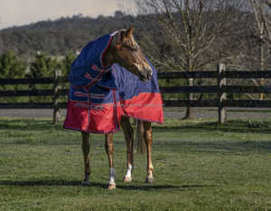 พรมม้ากันน้ำฤดูหนาวทนทานพร้อมซับในไนล่อนระบายอากาศได้สายรัดหน้าอกและคอแบบปรับได้ - Product Image 1
