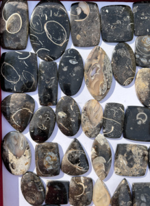 Cabujón suelto de coral natural, lote al por mayor, piedras preciosas sueltas de coral liso por peso con diferentes formas, joyería usada para hacer - Product Image 3