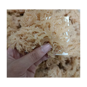 Algues Marines Séchées en Vrac (Cottonii) – Ingrédient Végétal Marin pour la Transformation Alimentaire et le Commerce d'Exportation Commercial - Product Image 1
