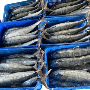 Pescado Congelado: Caballa Rey Entera de Alta Calidad, Envasada al Vacío IQF para Restaurantes - Product Image 4