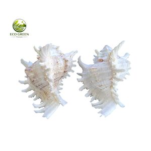 Natural White Spiny Shell DIY Modern Rustic Eco-Friendly Raw Home Decor Craft - Product Image 2