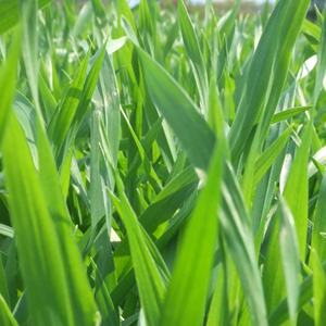 Poudre d'orge multi-usage issue de jus séché par atomisation, cultivée au Japon, pour fabricants alimentaires, vente en gros, similaire au matcha, vert frais - Product Image 5