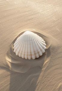 Coquilles de pétoncle de haute qualité 2026, source sûre et propre pour la décoration de table et la création artisanale, blanc éclatant, durables, approvisionnement en vrac - Product Image 4