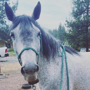 Heavy Duty Rope Horse Halter 6 Knot Design Australian Stock Riding Tack Direct Factory - Product Image 3
