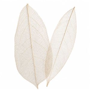 AQUA VRIKSHA Premium Natural Skeleton Champak Leaves for Crafts Decoration, Resin Art & Floral Arrangements|11-15 CM|Pack of 500 - Product Image 2