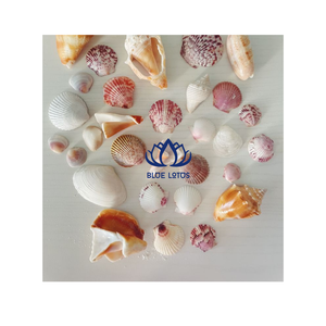 Colección de Conchas Marinas Naturales Ecológicas Hechas a Mano BLUE LOTUS para Decoración del Hogar, Suministros de Artesanía Feng Shui, Formas y Colores Surtidos - Product Image 1