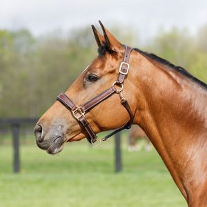 Licol pour cheval en cuir indien teint à la main de qualité supérieure avec boucle en laiton, rembourrage doux en cuir de vache, produits en cuir de haute qualité - Product Image 6