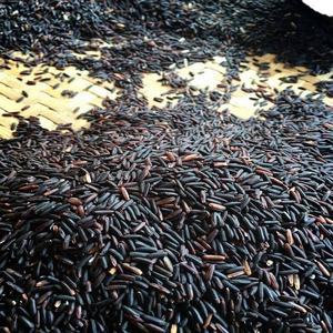 Arroz Negro Vietnamita de Grano Largo, Sin OMG, Sin Pesticidas, Alto Valor Nutritivo, Buen Precio - Pey - Product Image 1