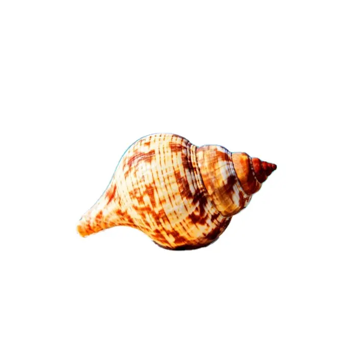 Natural Marine patterns of two colors snail shells for the aquarium landscape decoration 99 Gold Data