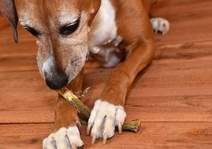 หนังปลาอบแห้งพรีเมียม ขายส่งจำนวนมาก ขนมสุนัข / หนังปลาบาซาและปลาแซลมอนอบแห้ง รูปทรงลูกเต๋ากรุบกรอบและเกลียว - Product Image 4