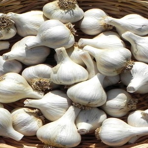 Ajo Pelado Blanco Puro Fresco Orgánico Premium |   Bulbos de Ajo de Grado Alimenticio para Cocinar |   Duración de Caducidad: 6 Meses |   Al por Mayor |   5.5 cm |   5 kg - Product Image 4