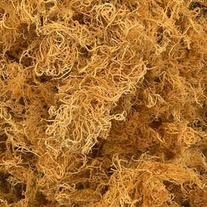 มอสจากสาหร่ายทะเลสีขาว - Product Image 5