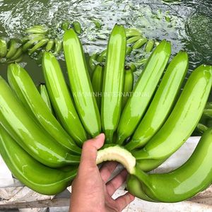 กล้วยเขียวคาวเอนดิชคุณภาพส่งออก - Product Image 2