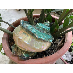 เปลือกหอยเทอร์โบมาร์มาทาตัสแท้: เปลือกหอยทากสีเขียวธรรมชาติสำหรับตกแต่งบ้านสุดหรู |   เปลือกหอยมุกขัดเงาขนาดใหญ่ - Product Image 2