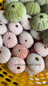 Conchas marinas naturales de Vietnam hechas de material de concha real para decoración costera, proyectos de manualidades, decoración de bodas y venta al por menor. - Product Image 5