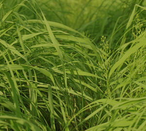 Citrefort 75% - PMD Fragancia Natural Fresca (CT-475) Aroma a Vainilla - Product Image 2