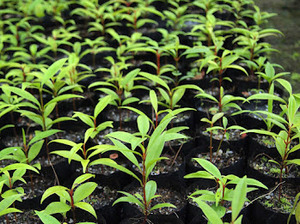 Mug biodégradable et compostable UKHI BRAND en bagasse de maïs, recyclable, écologique, anti-déversement, avec logo personnalisé - Product Image 3