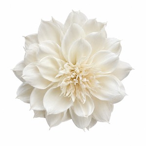 Premium White Dahlia Sola Wood Flowers Sustainable Handmade Home Fragrance Rattan <b>Stick</b> 8-8.5cm VADEE Brand Wholesale - Product Image 1