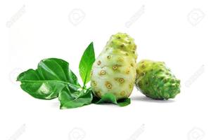 Hojas de Noni Secas Premium – Hojas de Noni Naturales para Uso Herbal y Libres de Químicos // Mr.Tom - Product Image 2