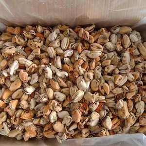 Carne de Mejillón Congelada de Primera Calidad, Suministro al por Mayor, Grado Alimenticio, Lista para Enviar, Proveedor de Exportación de Alta Calidad - Product Image 4