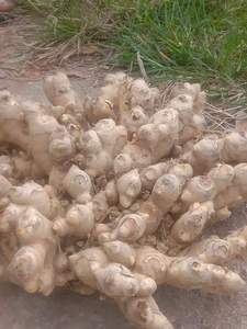 Wholesale CREKS Natural <b>Fresh</b> Young <b>Ginger</b> 25kg Bulk Export Africa High Quality for International Market - Product Image 4