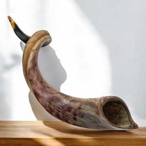 Cuerno de Carnero Kosher, Semipulido, Shofar |   Auténtico Cuerno de Shofar de Israel |   Corneta Judía, Chofar Original de Israel. - Product Image 3