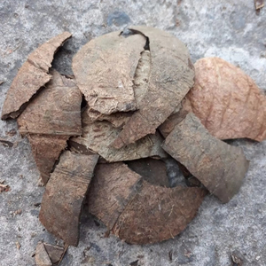 เปลือกมะพร้าวดิบเวียดนาม จำนวนมาก เปลือกมะพร้าวธรรมชาติสำหรับงานฝีมือ เชื้อเพลิง ผู้ผลิตถ่านกัมมันต์ ผู้ส่งออก - Product Image 1