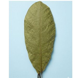 Hojas de Cacao Ecológicas YAMUNA de 19-25 cm (7-9 Pulgadas) para Acuario, Paquete de 12 Hojas - Product Image 5