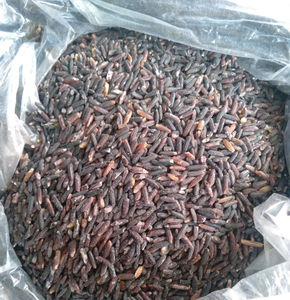 Riz noir de haute qualité en gros |   Riz long grain, biologique, non-OGM, idéal pour la cuisson, la pâtisserie et la préparation de repas sains à bas prix - Product Image 5