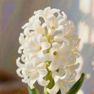 Scopri magica vena d'oro giacinto sinfonia petali bianchi scintillanti venature dorate per vari cortili grande regalo per gli anziani - Product Image 1