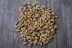 Grano de Cebada Integral Orgánico Premium con Selección de Granos Secos y Limpios, Suministro a Granel para Exportación a Compradores en Bolsas de Alimentos Empacadas de Forma Segura - Product Image 5